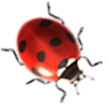 Ladybug